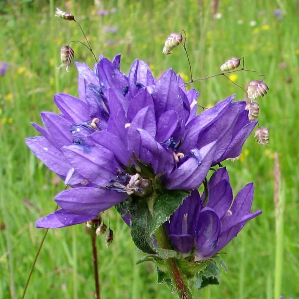 Campanule glomerata var. dahurica