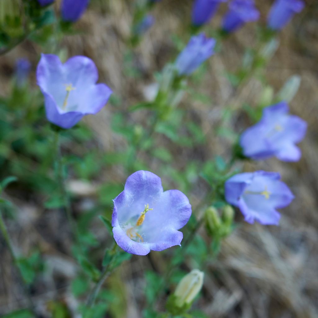 Campanule haylodgensis Yvonne