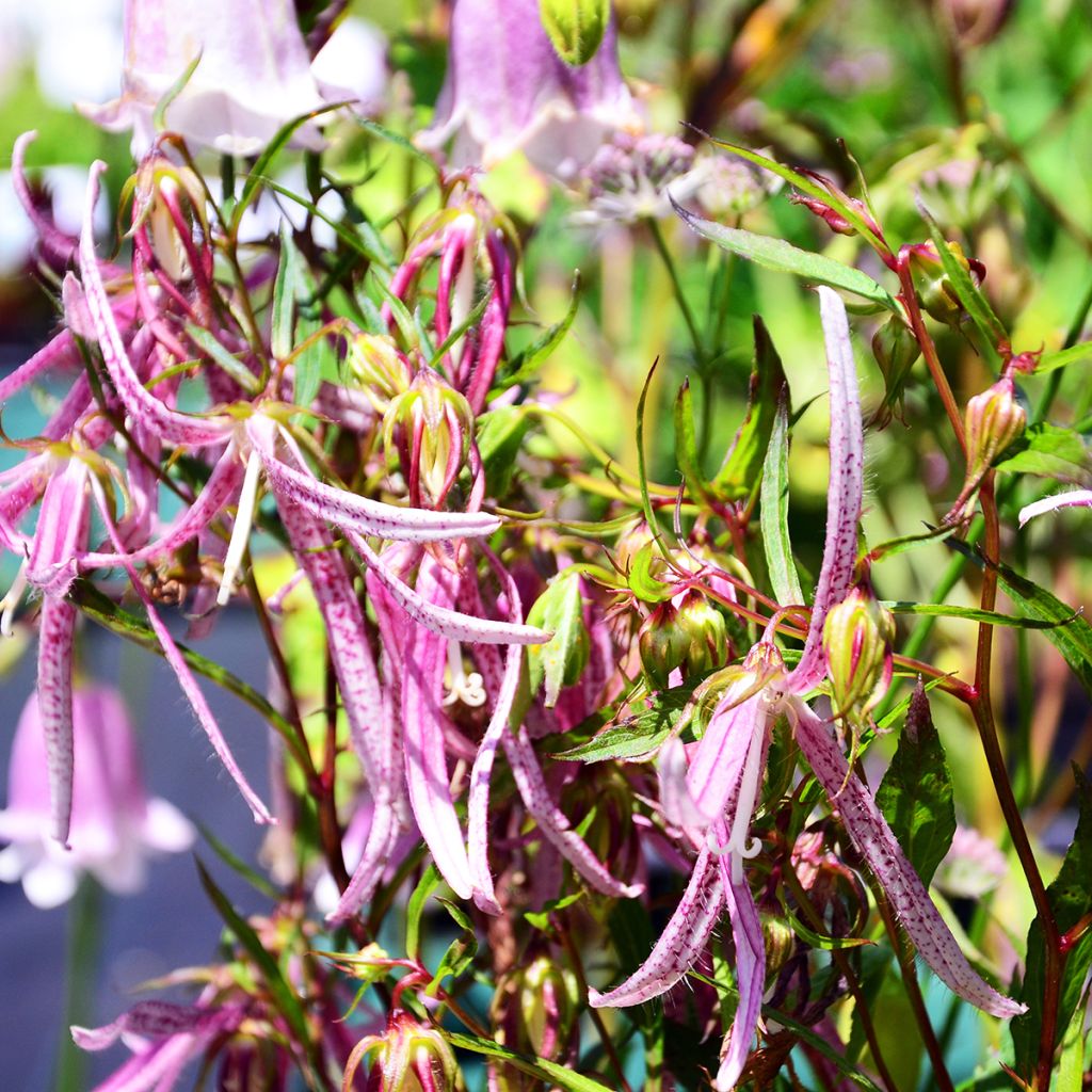 Campanule hybride Pink Octopus