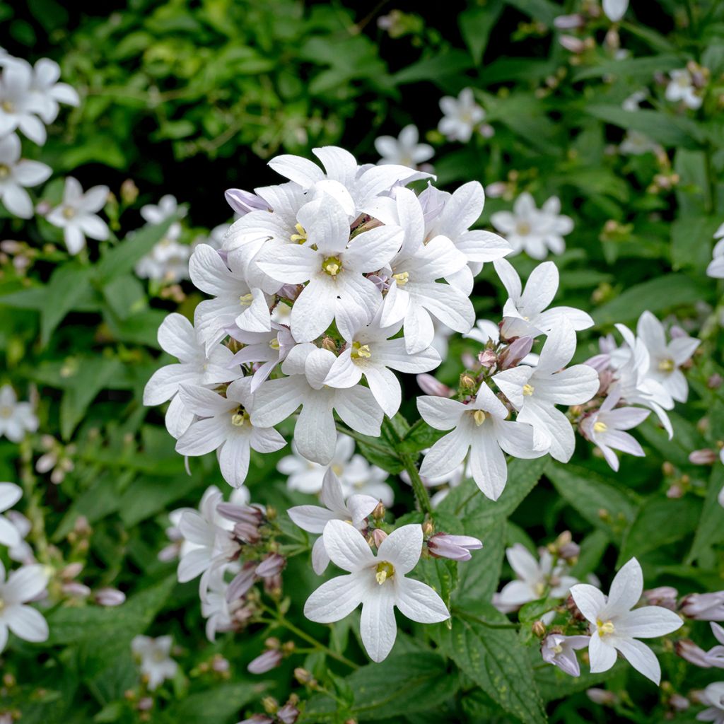 Campanule lactiflora Alba