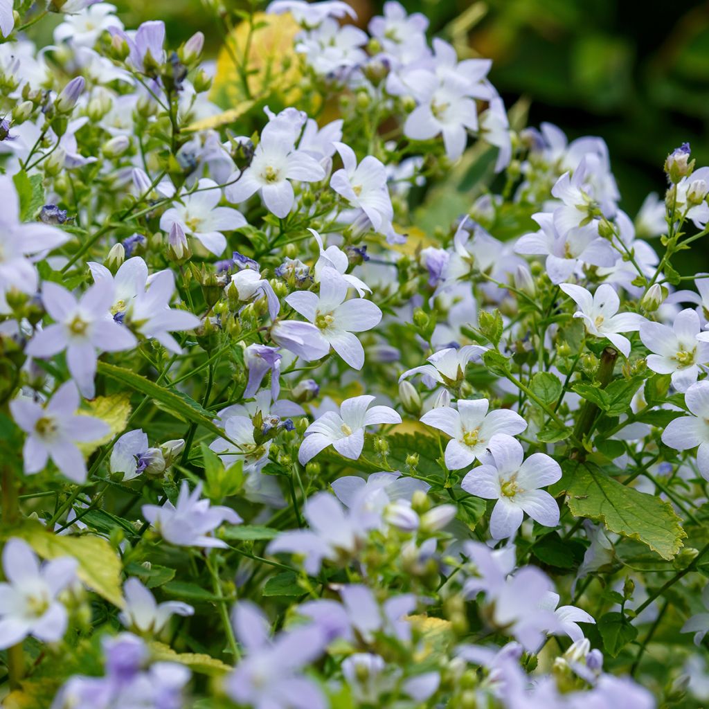 Campanule lactiflora - Campanule laiteuse