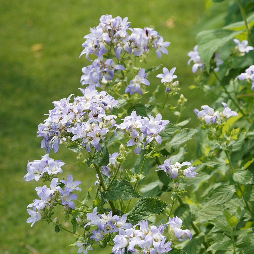 Campanule lactiflora Prichard s variety Campanule laiteuse bleue