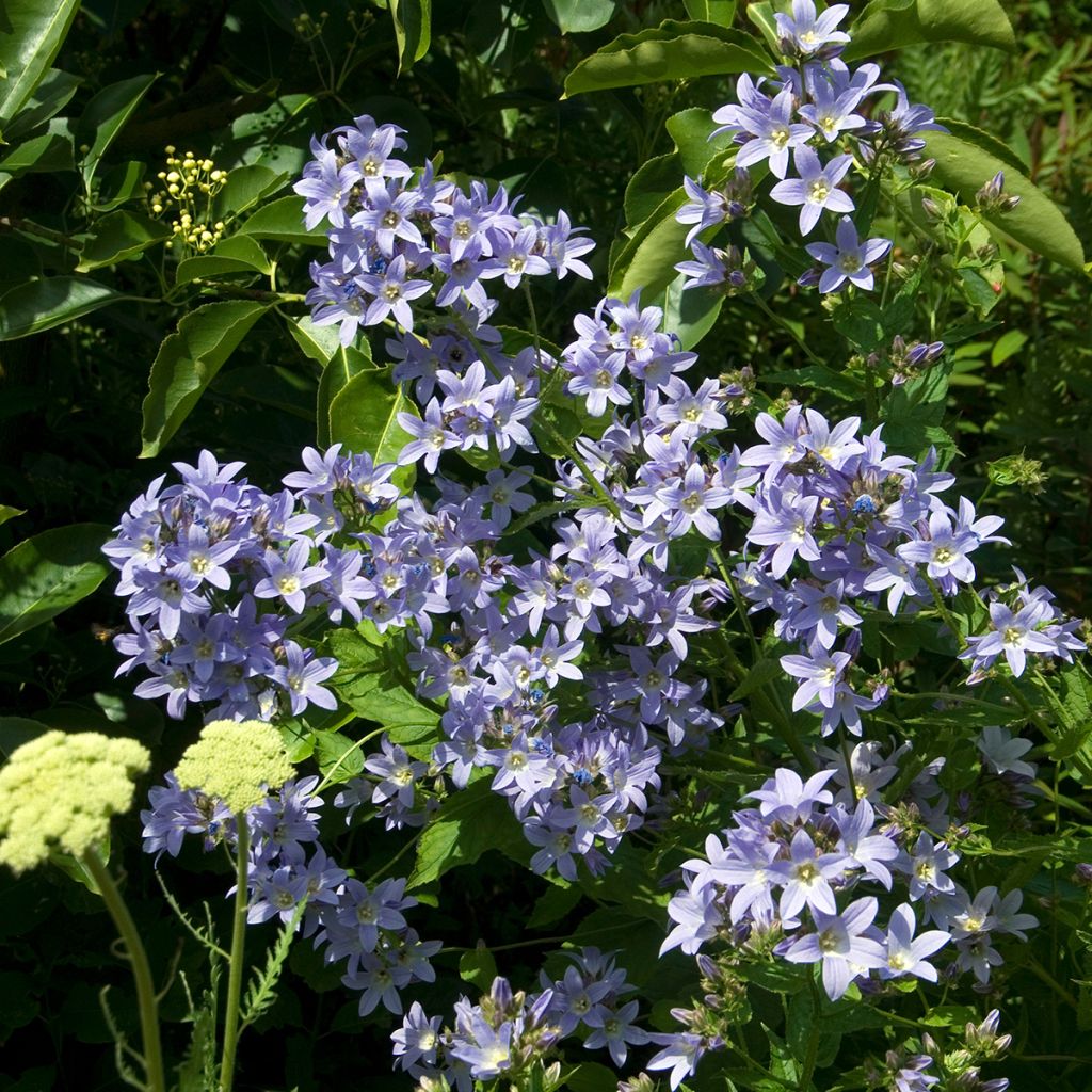 Campanule lactiflora Prichard s variety Campanule laiteuse bleue