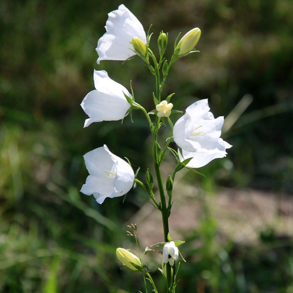 Campanule percisifolia var. planiflora f.alba