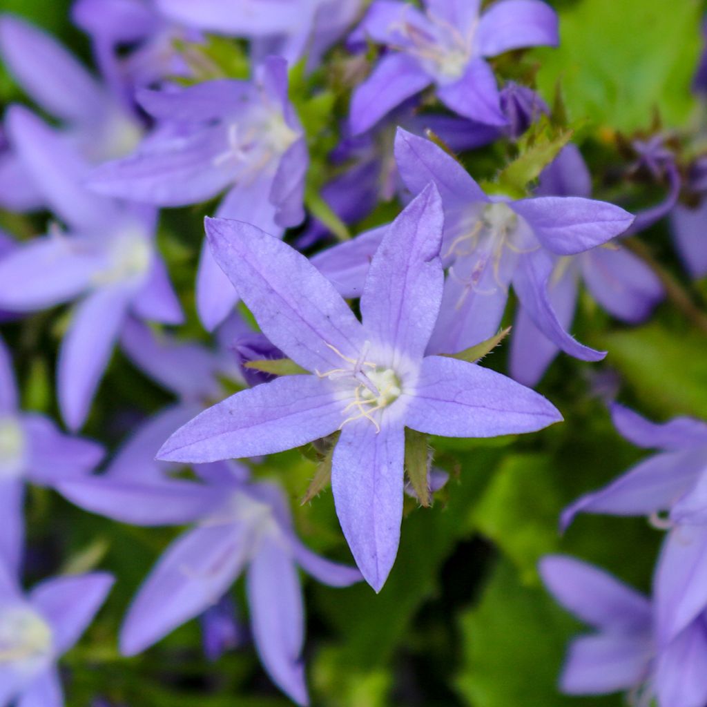 Campanule poscharskyana