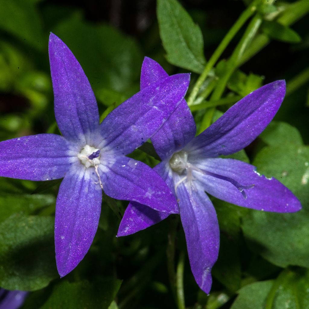 Campanule poscharskyana