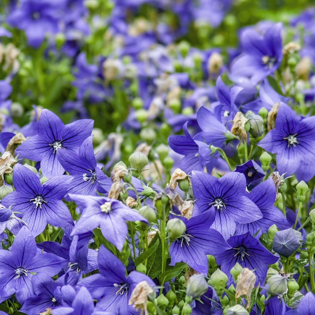 Campanule waldsteiniana