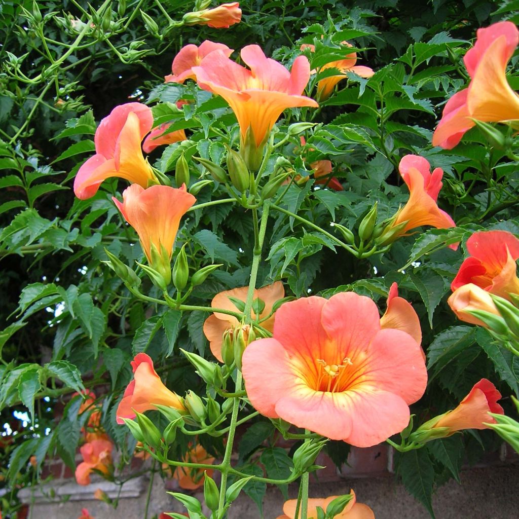 Campsis grandiflora - Bignone à grandes fleurs