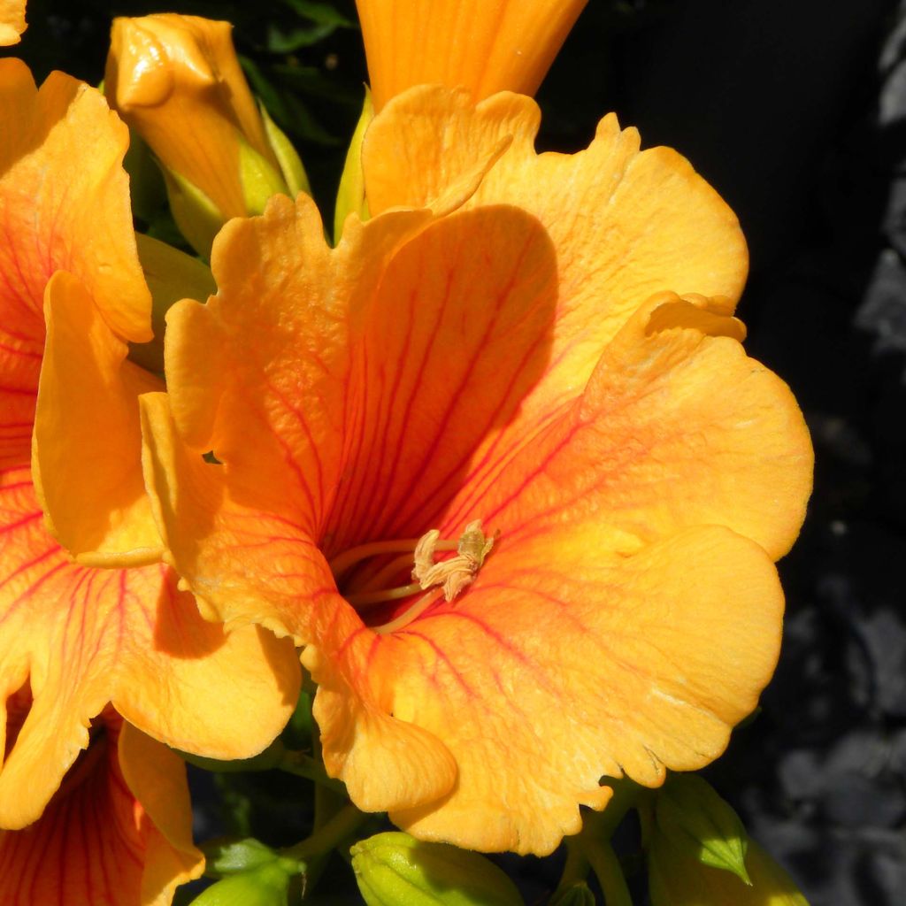 Bignone - Campsis radicans Summer Jazz Gold