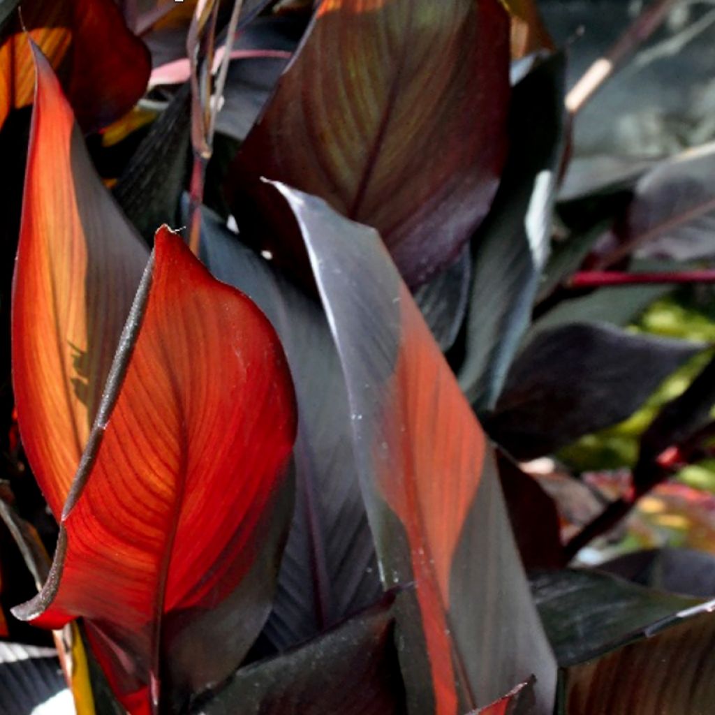 Canna glauca Australis - Balisier d'eau