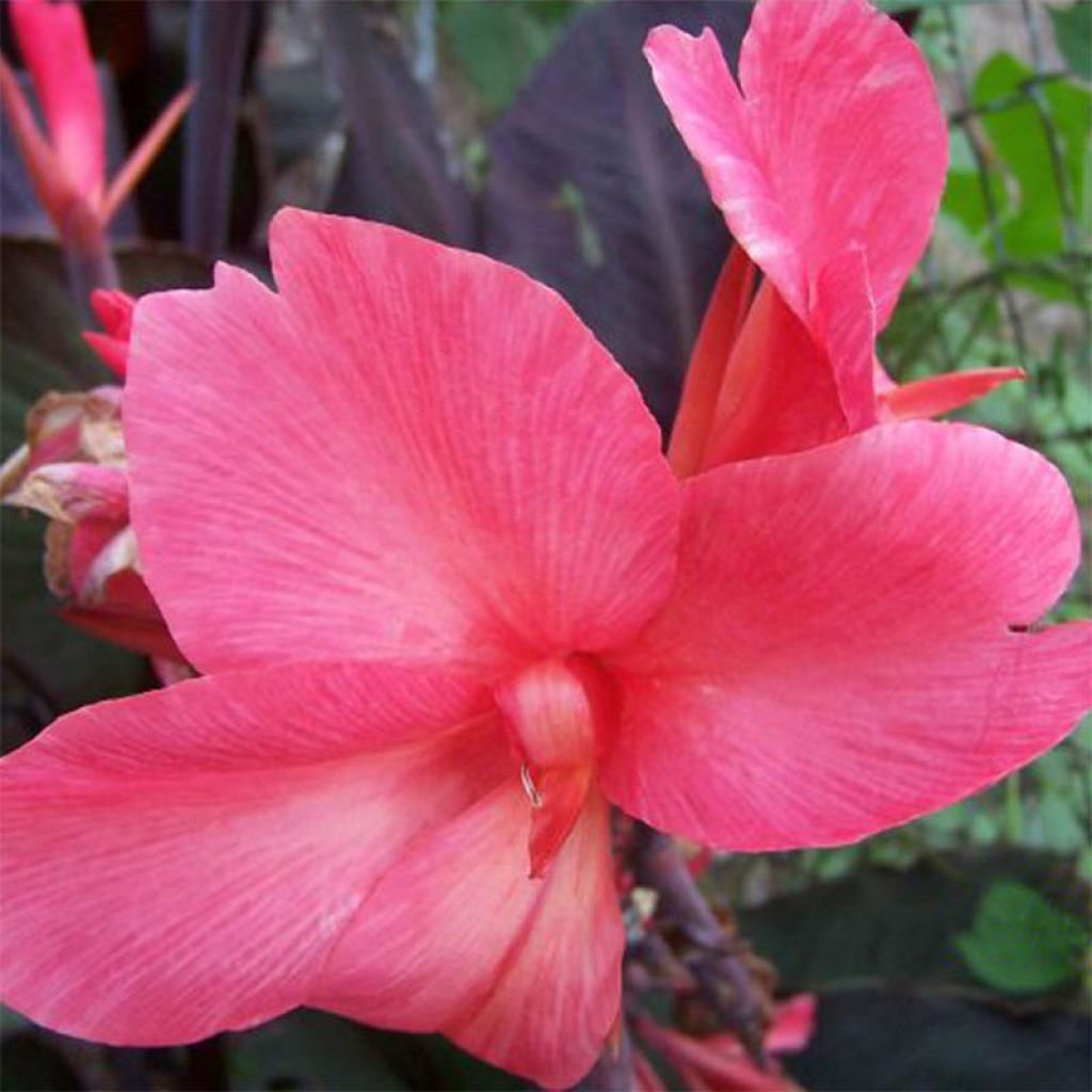 Canna Felix Roux - Balisier nain à fleurs rouge pâle