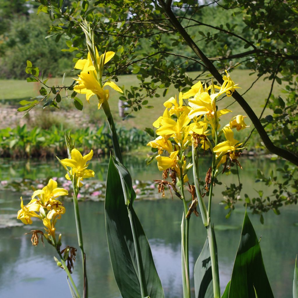 Canna glauca Ra - Balisier d'eau