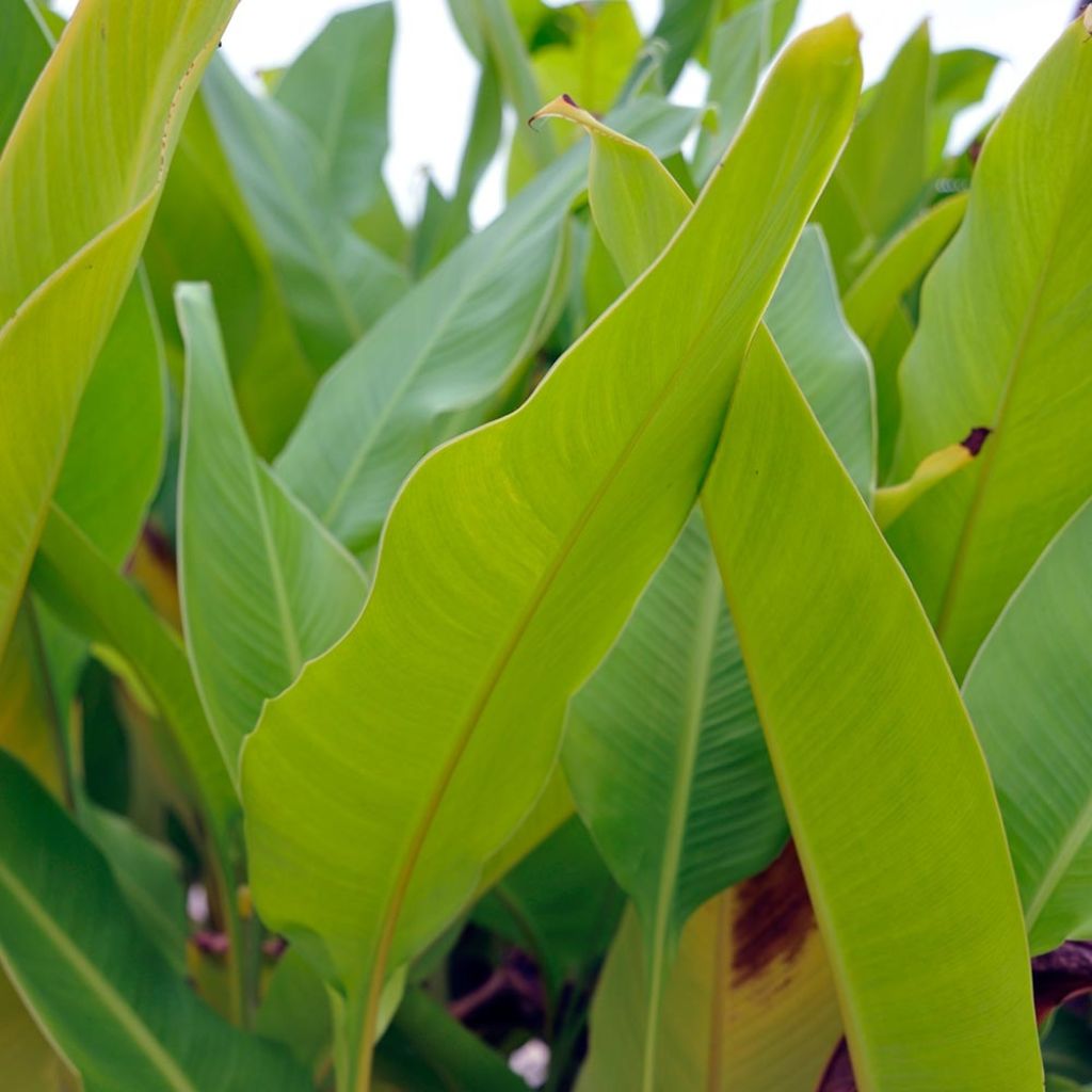 Canna Strasbourg - Balisier de taille moyenne, à fleurs rouge sang.