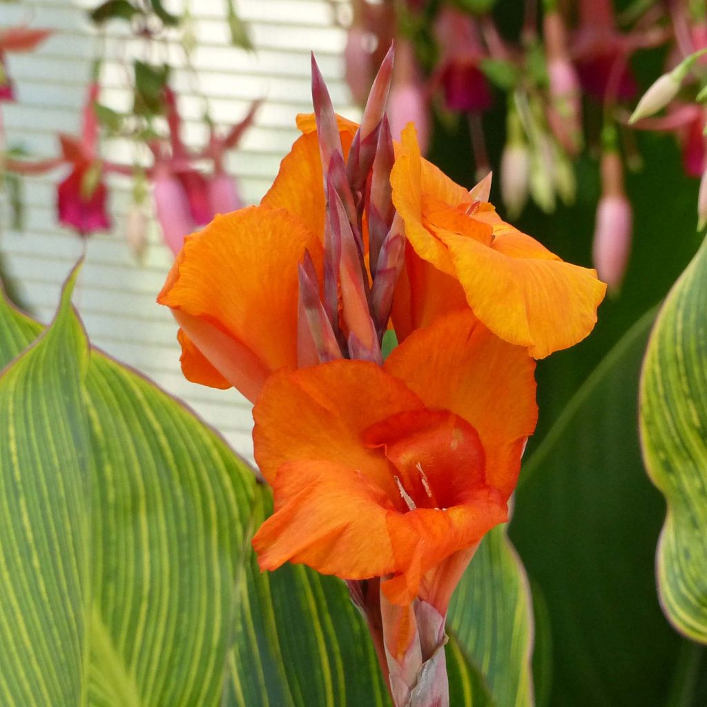 Canna Striata - Balisier strié.