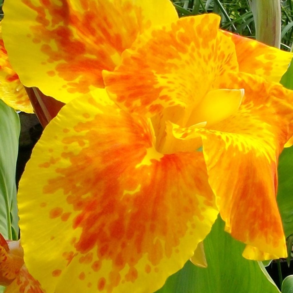 Canna Taroudant - Balisier nain, à fleurs orange vif, largement bordé de jaune.