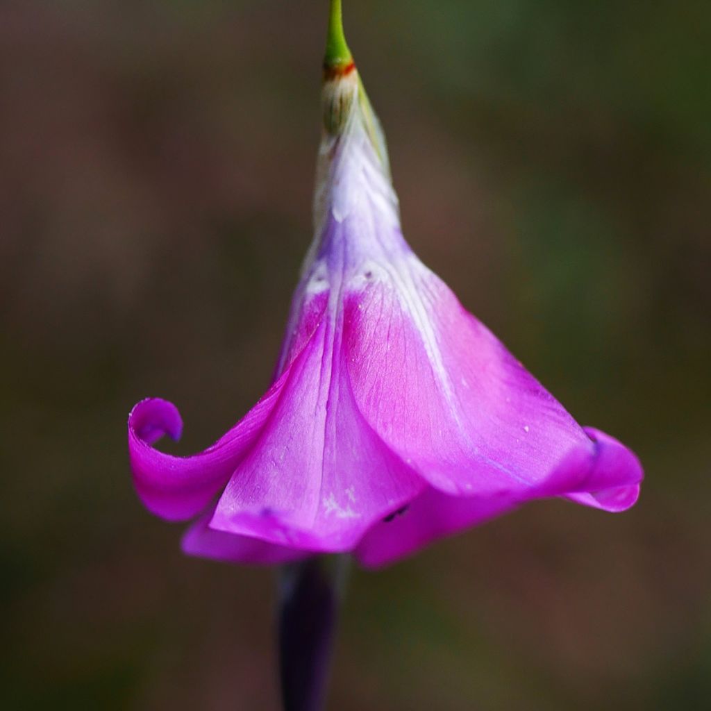 Canne à pêche des Anges - Dierama pulcherrimum