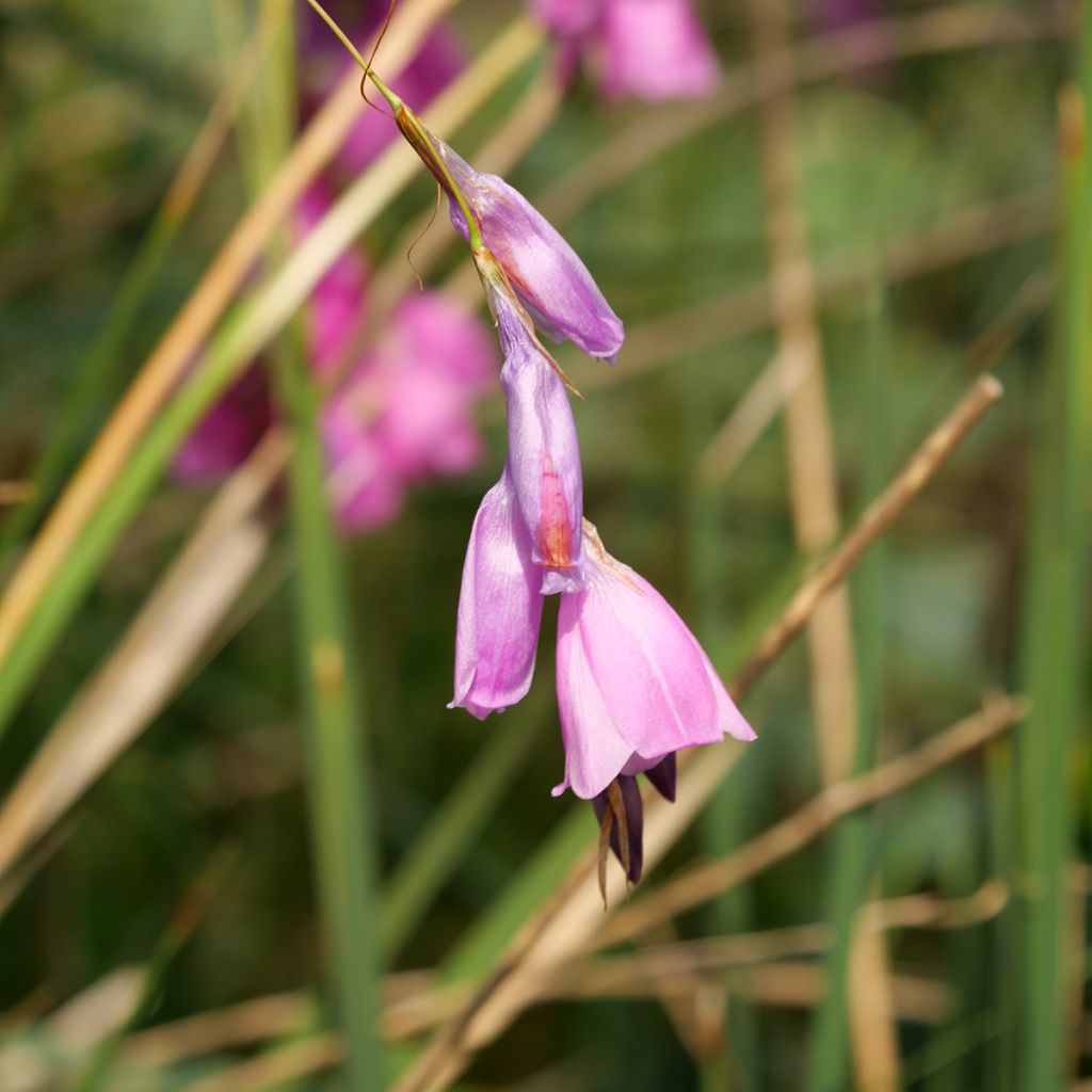 Canne à pêche des Anges - Dierama pulcherrimum