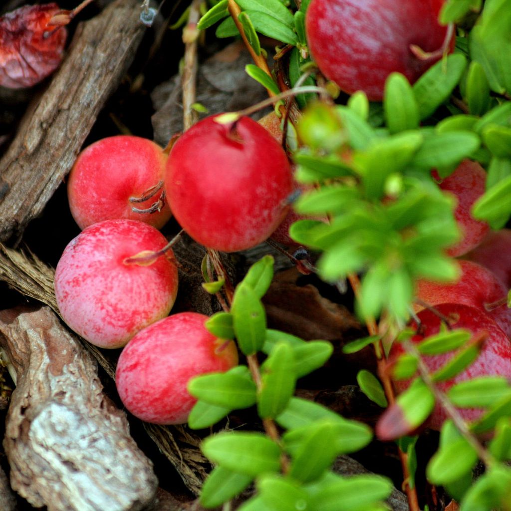 La canneberge, un fruit de plus en plus populaire - L'Express