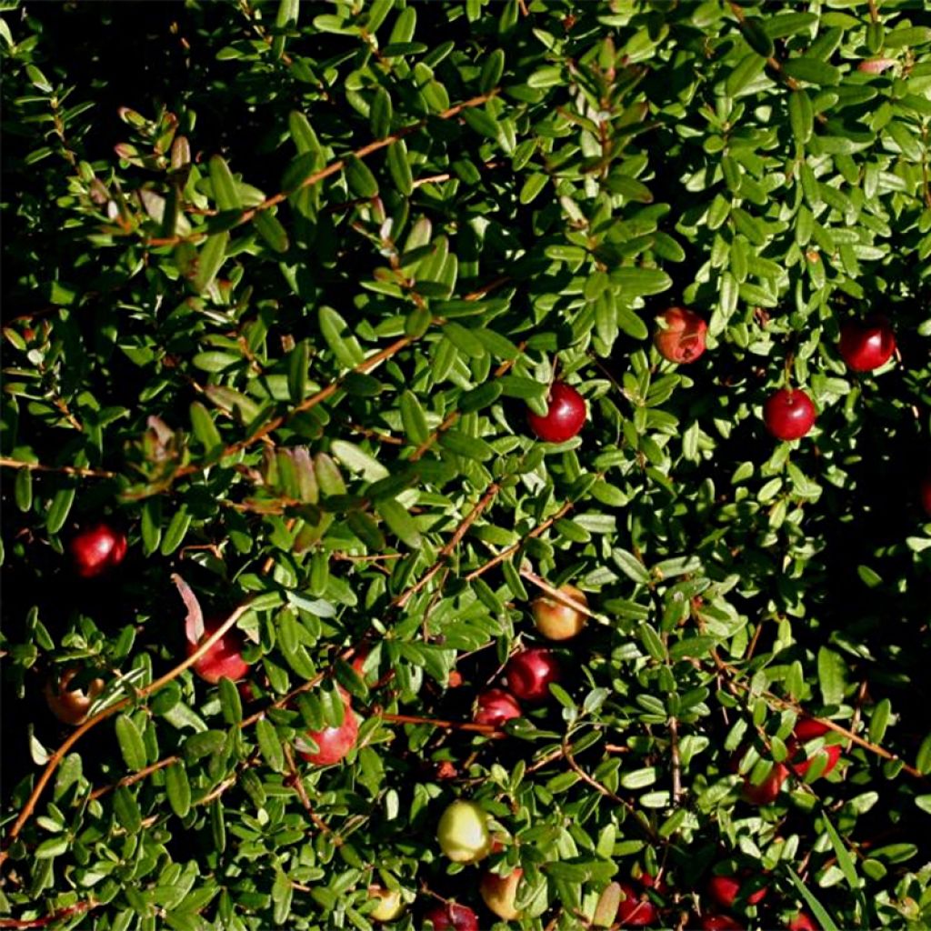 Canneberge Pilgrim - Vaccinium macrocarpon - Cranberry