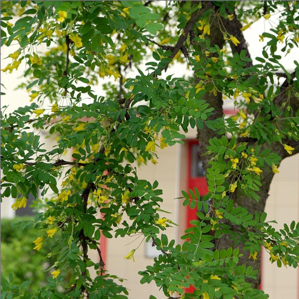 Caragana arborescens - Acacia jaune, Caraganier de Sibérie