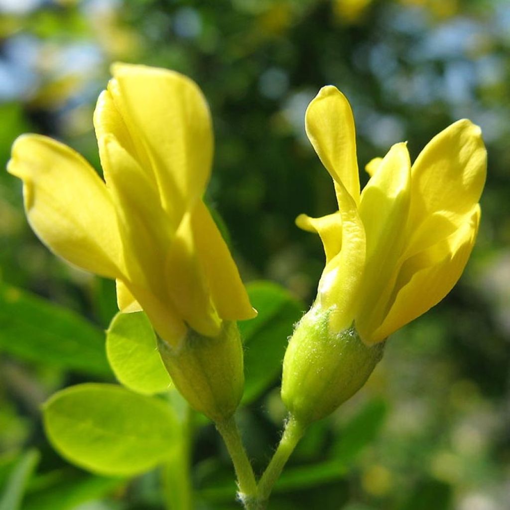 Caragana arborescens - Acacia jaune, Caraganier de Sibérie