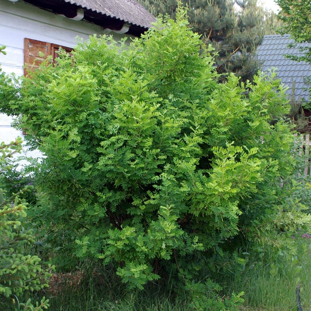 Caragana arborescens - Acacia jaune, Caraganier de Sibérie