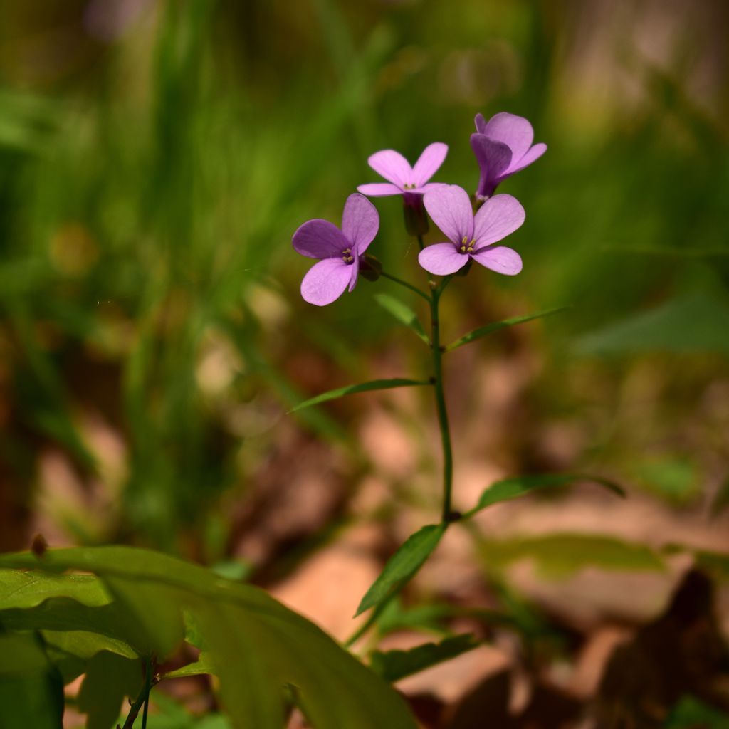 Cardamine bulbifera, Cresson des près