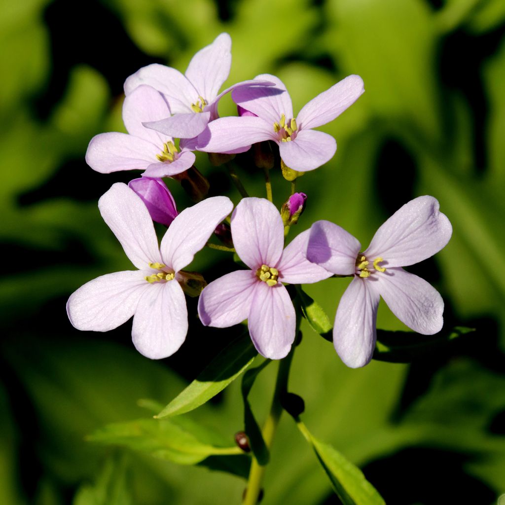 Cardamine bulbifera, Cresson des près