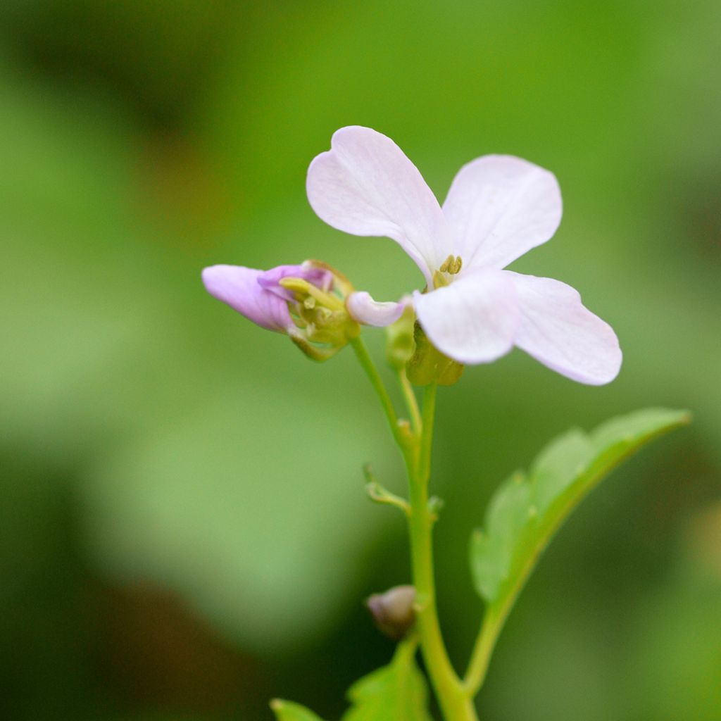 Cardamine bulbifera, Cresson des près