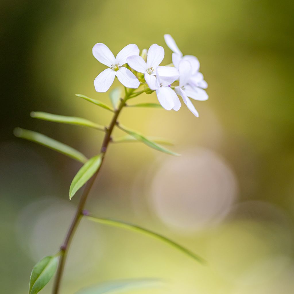 Cardamine bulbifera, Cresson des près