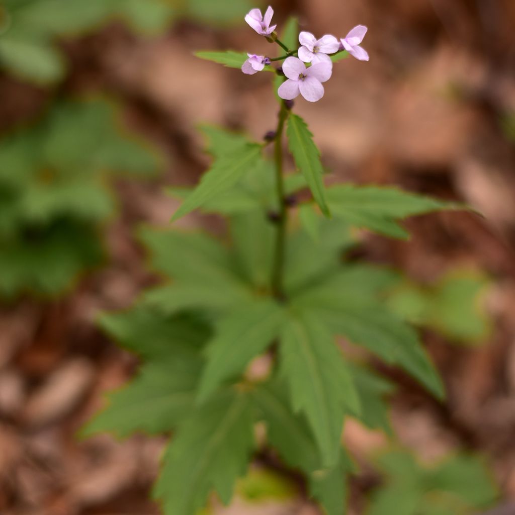 Cardamine bulbifera, Cresson des près