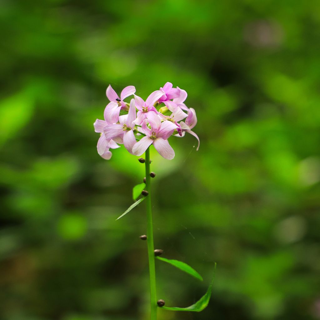 Cardamine bulbifera, Cresson des près