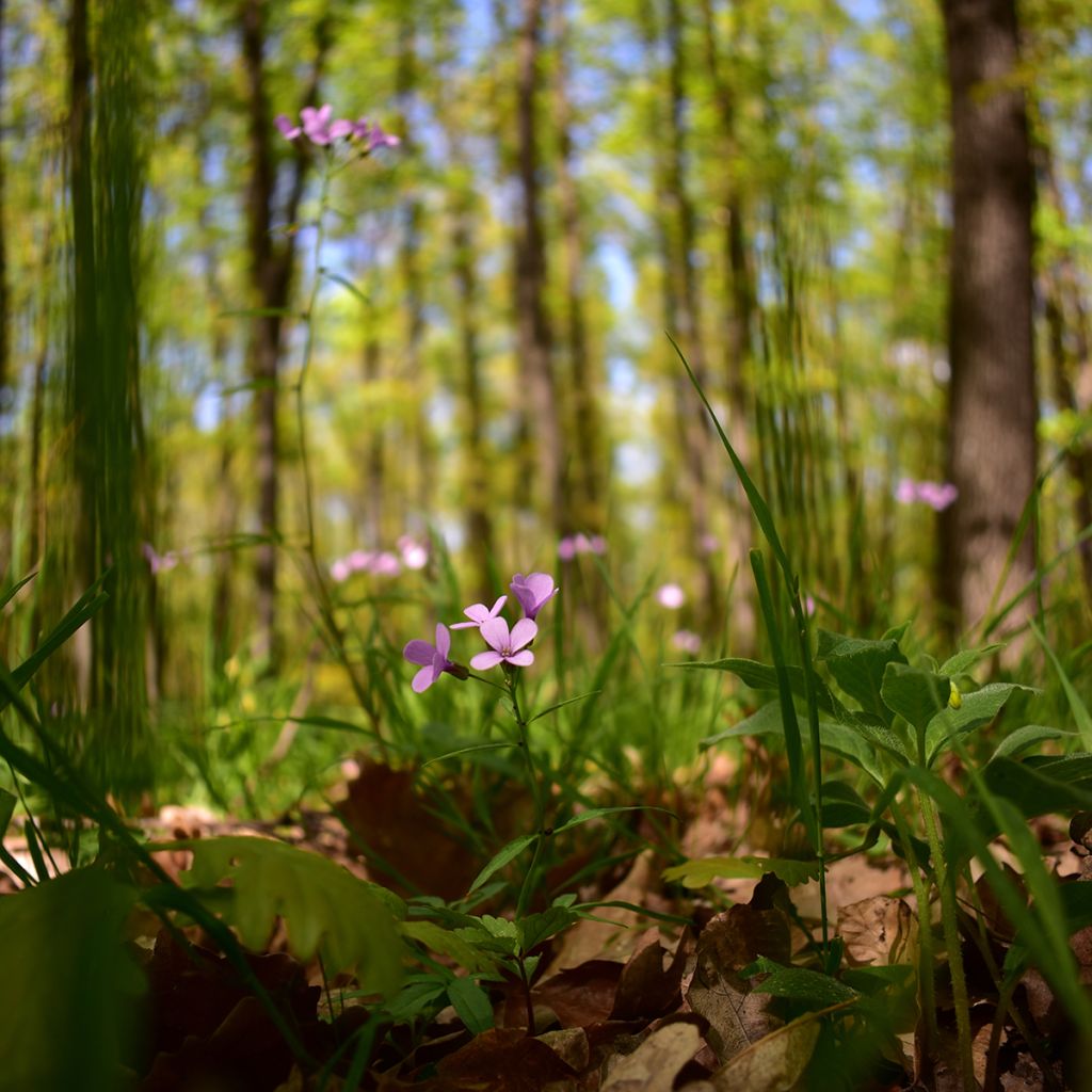 Cardamine bulbifera, Cresson des près