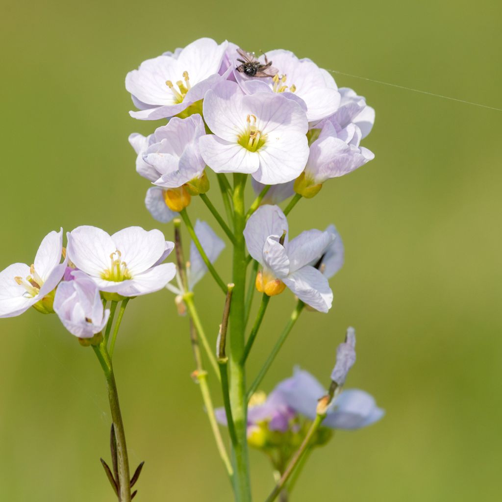 Cardamine des près, Cresson des près - Cardamine pratensis