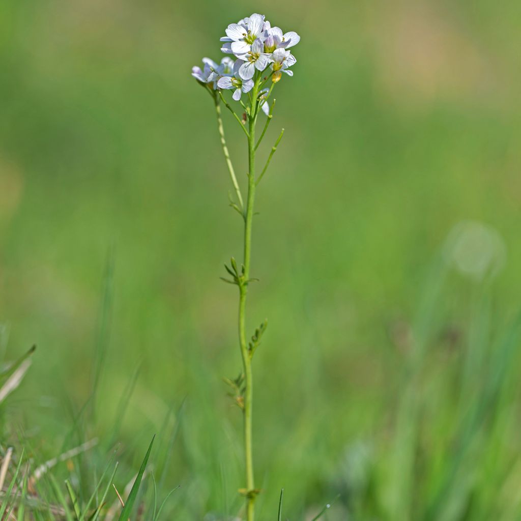 Cardamine des près, Cresson des près - Cardamine pratensis