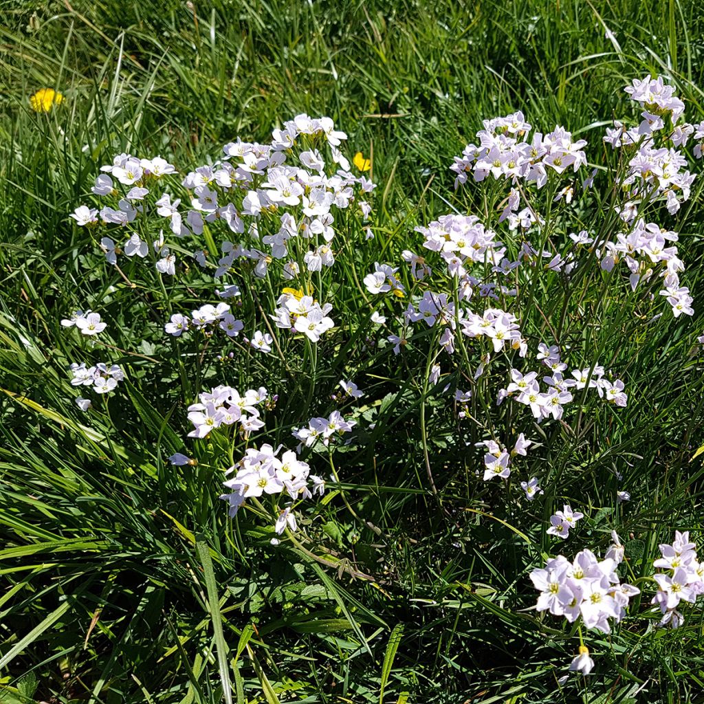 Cardamine des près, Cresson des près - Cardamine pratensis