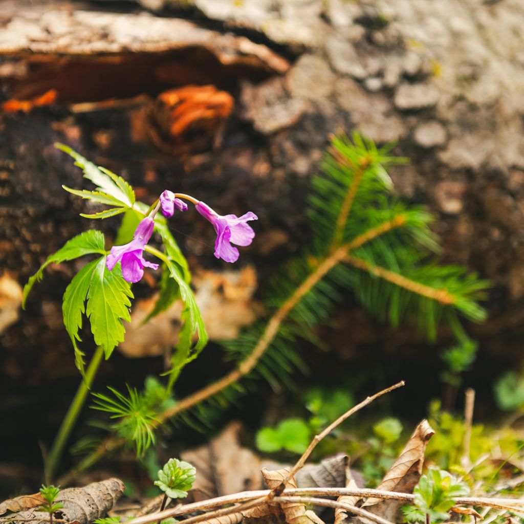 Cardamine pentaphylla, Cresson des près