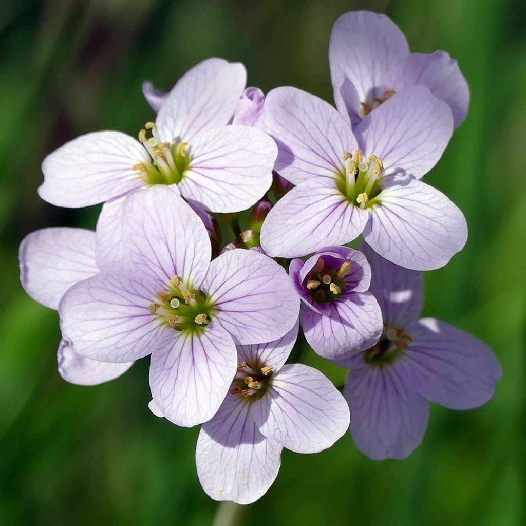 Cardamine des près, Cresson des près - Cardamine pratensis