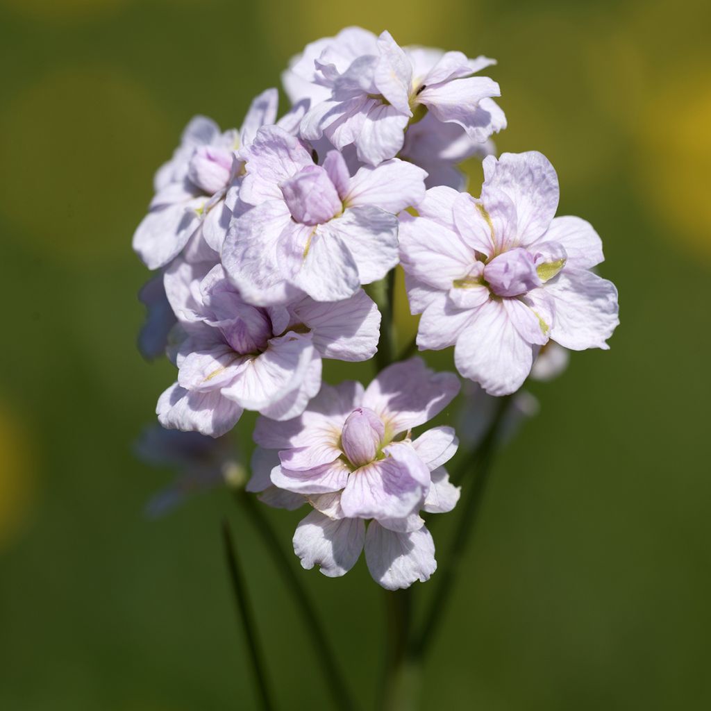 Cardamine pratensis Flore Pleno, Cresson des près