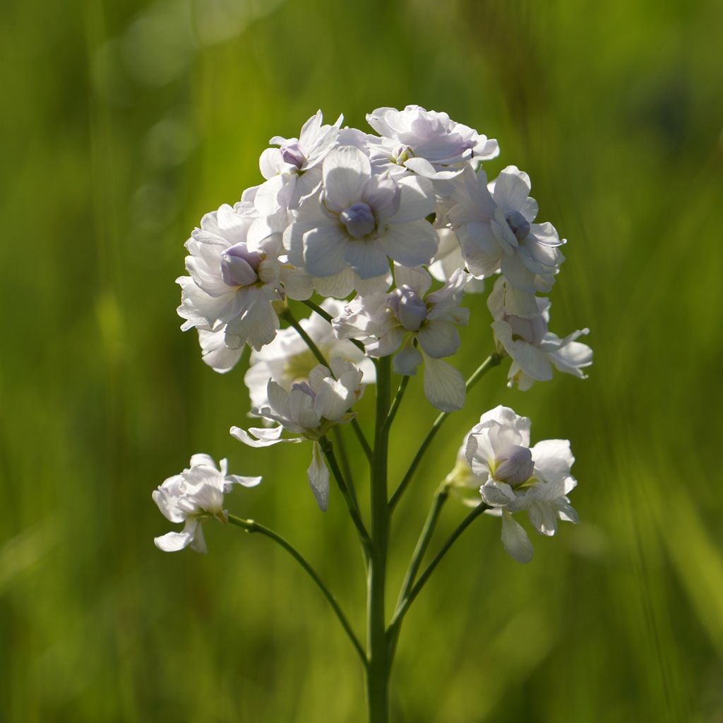 Cardamine pratensis Flore Pleno, Cresson des près