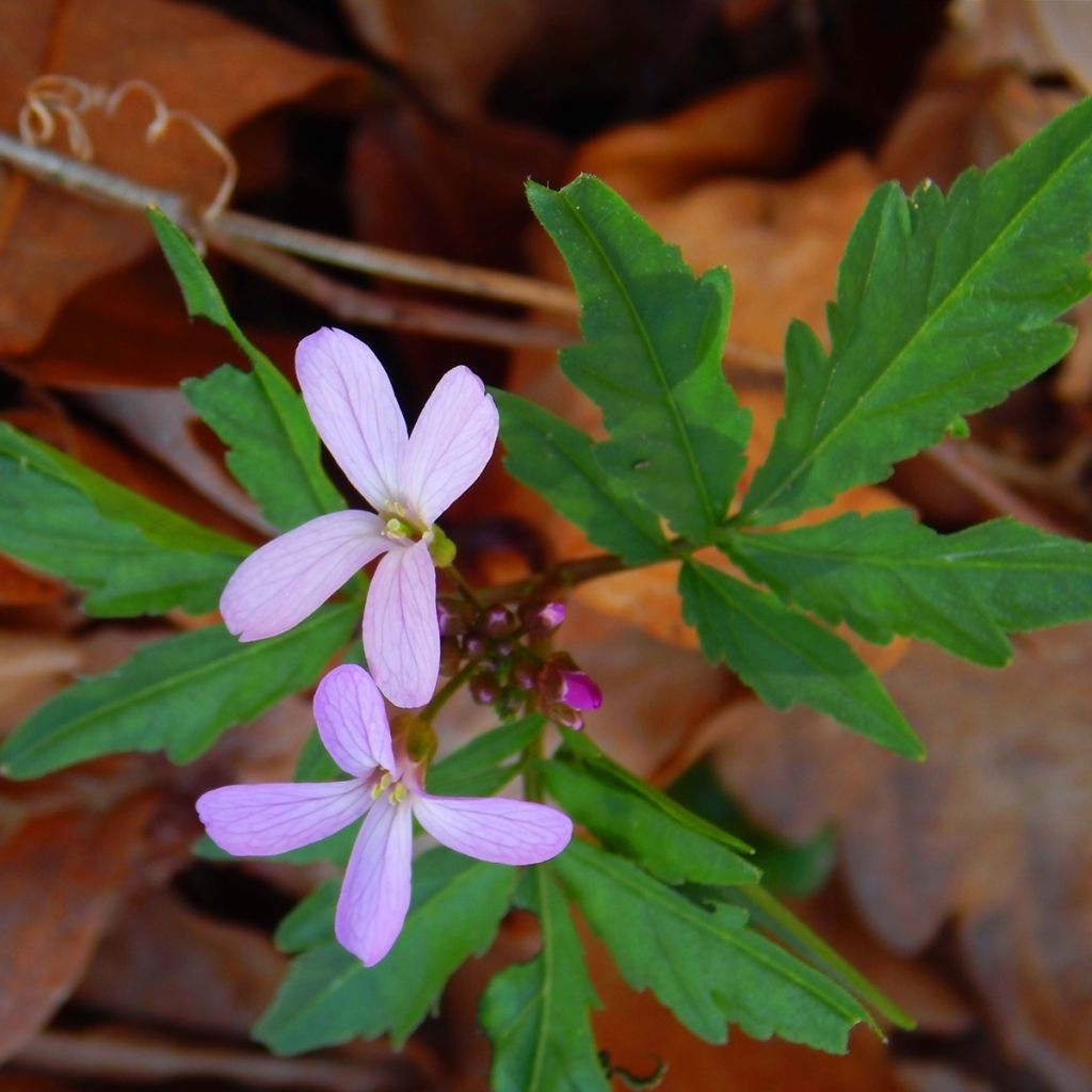 Cardamine quinquefolia - Cresson des près