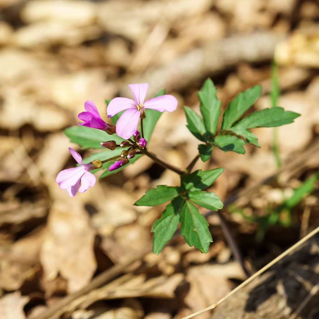 Cardamine quinquefolia - Cresson des près