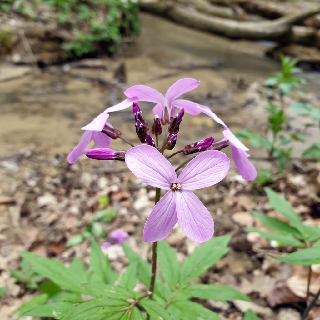 Cardamine quinquefolia - Cresson des près