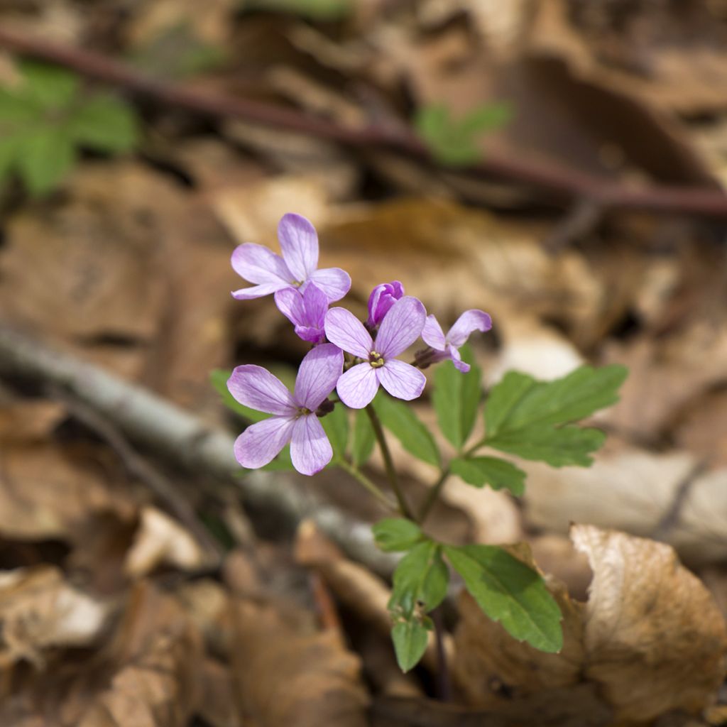 Cardamine quinquefolia - Cresson des près