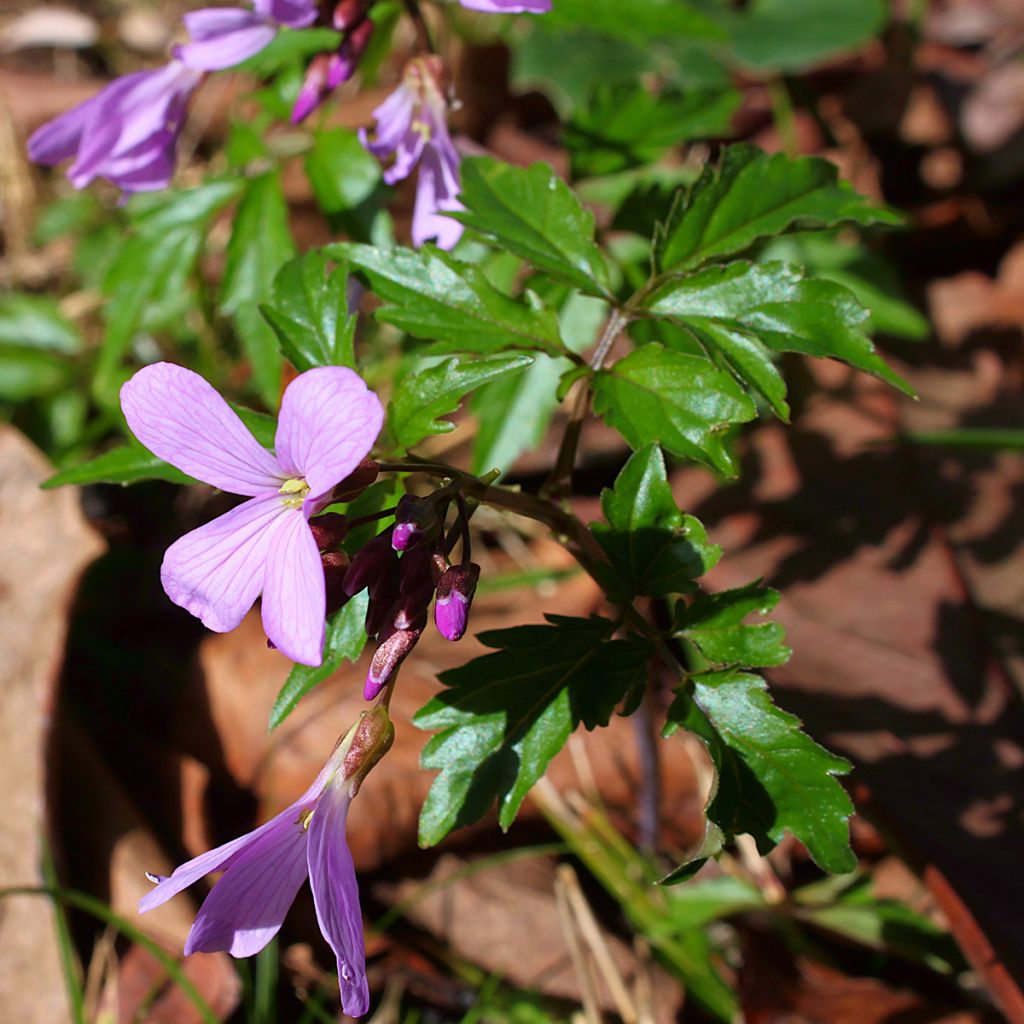 Cardamine quinquefolia - Cresson des près