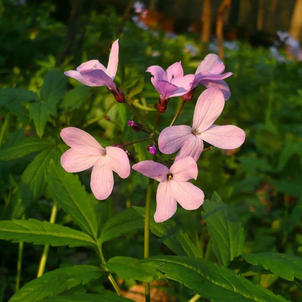 Cardamine quinquefolia - Cresson des près