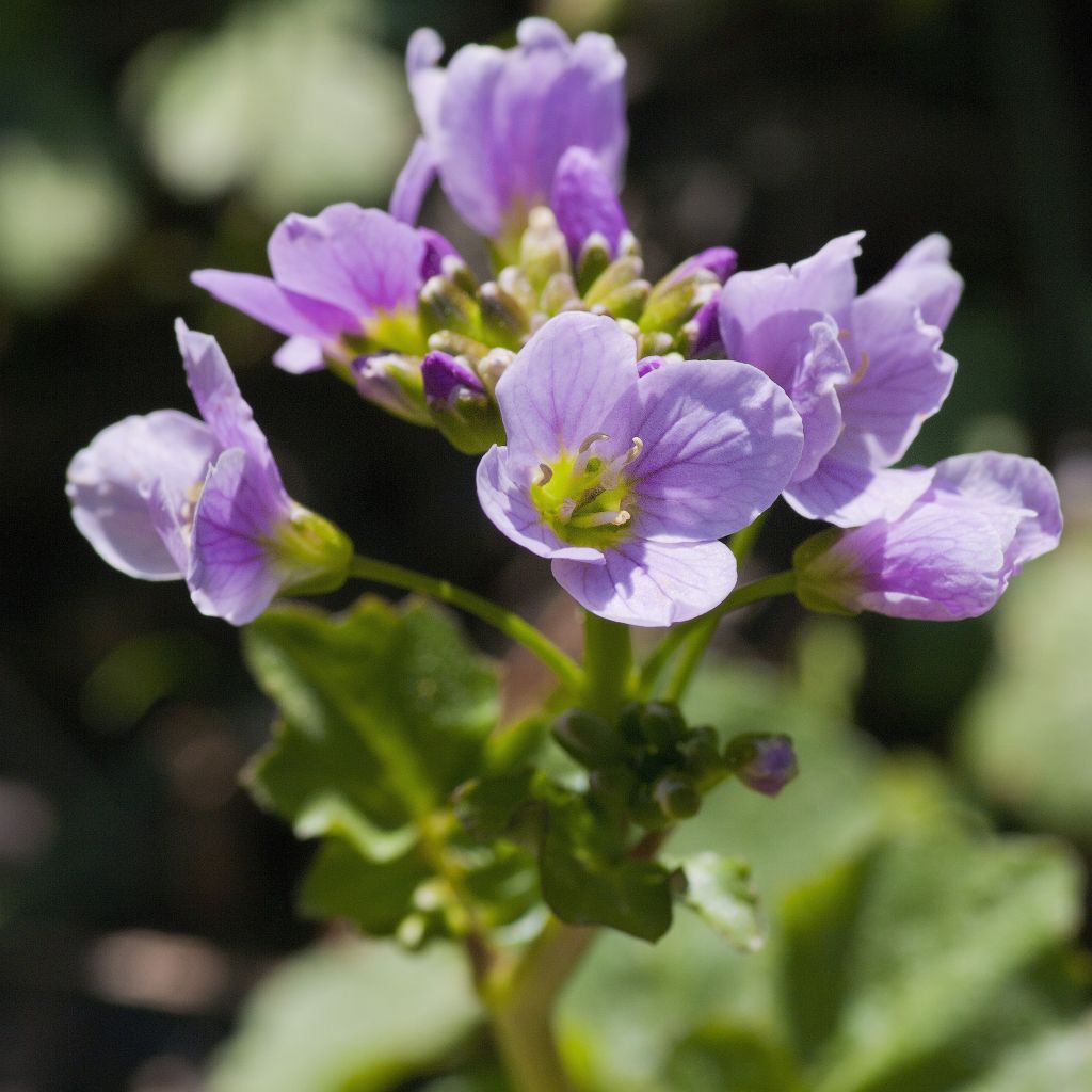 Cardamine raphanifolia, Cresson des près