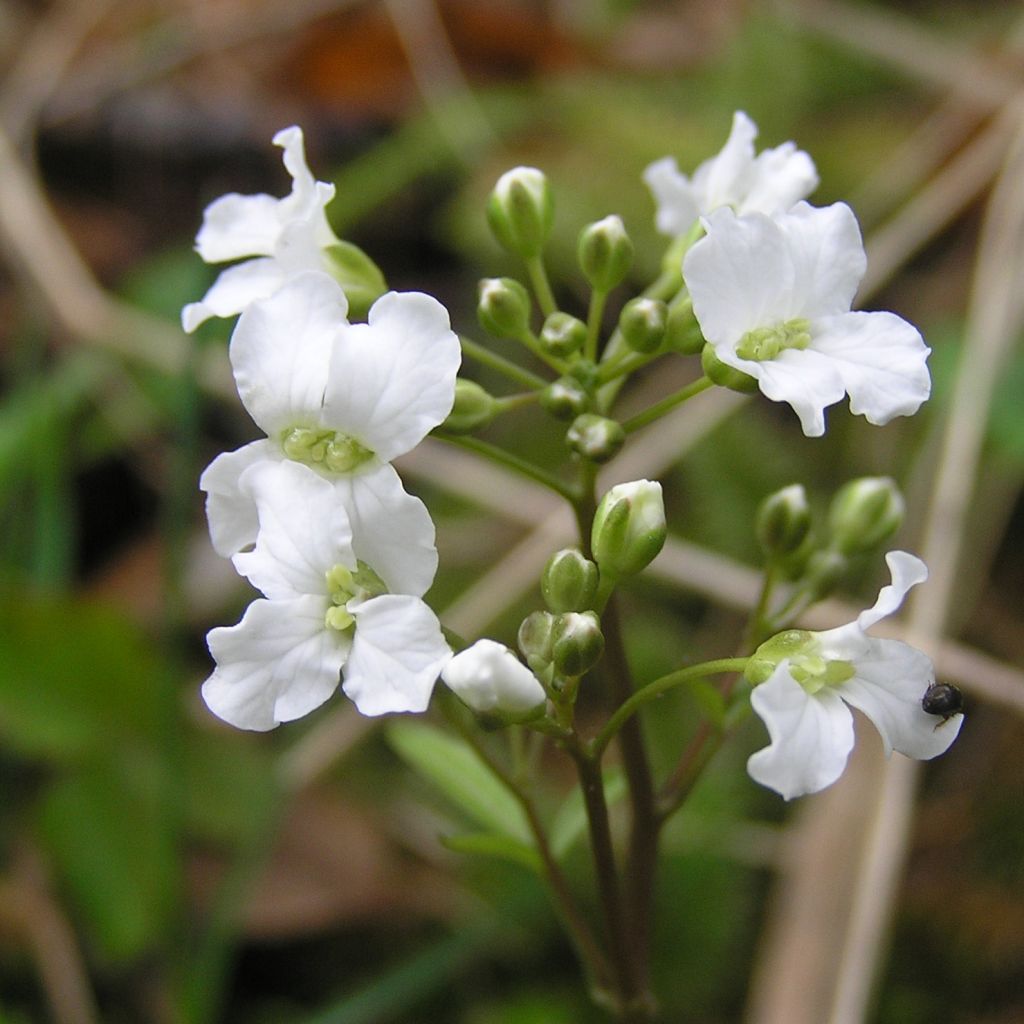 Cardamine trifolia, Cresson des près