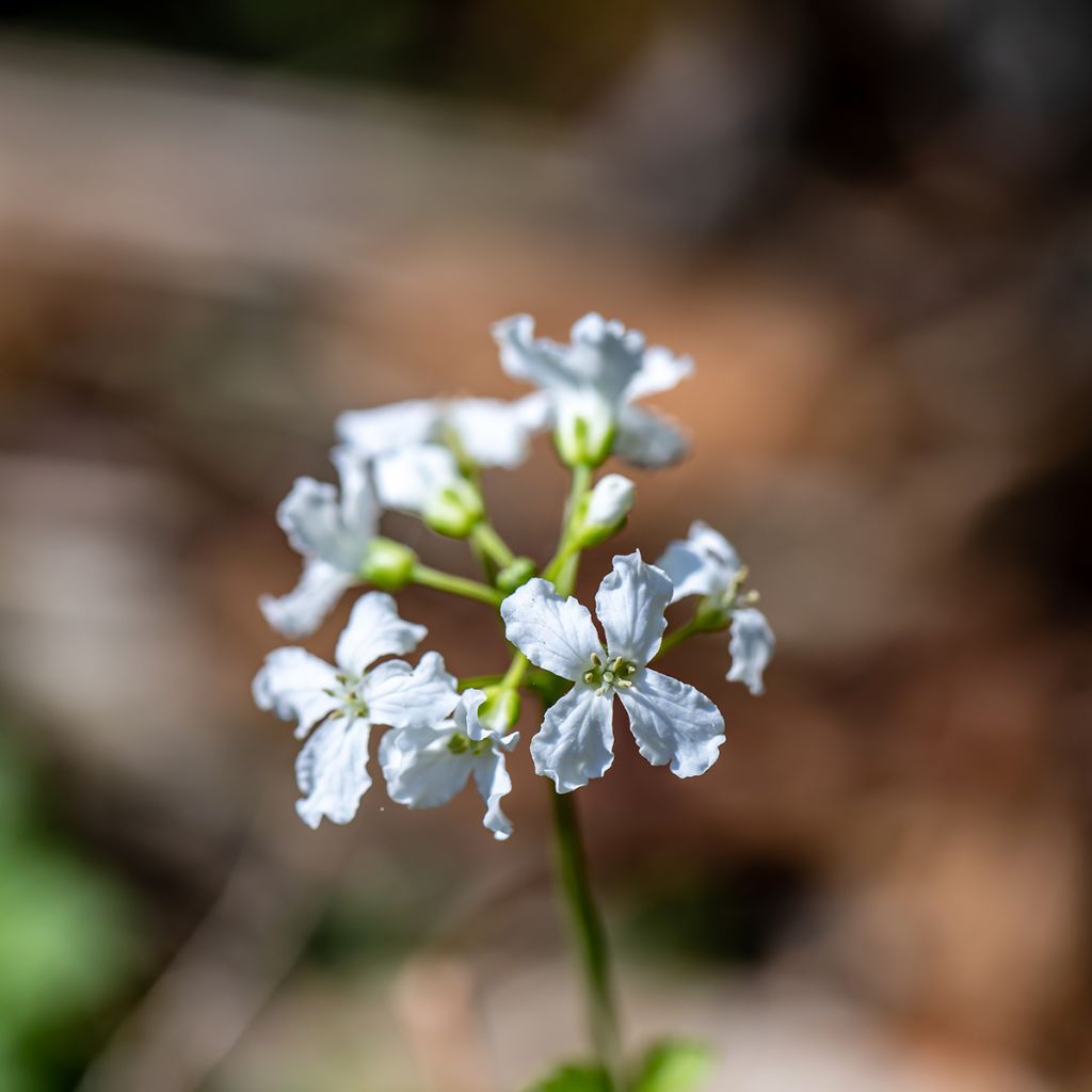 Cardamine trifolia - Cardamine à trois folioles