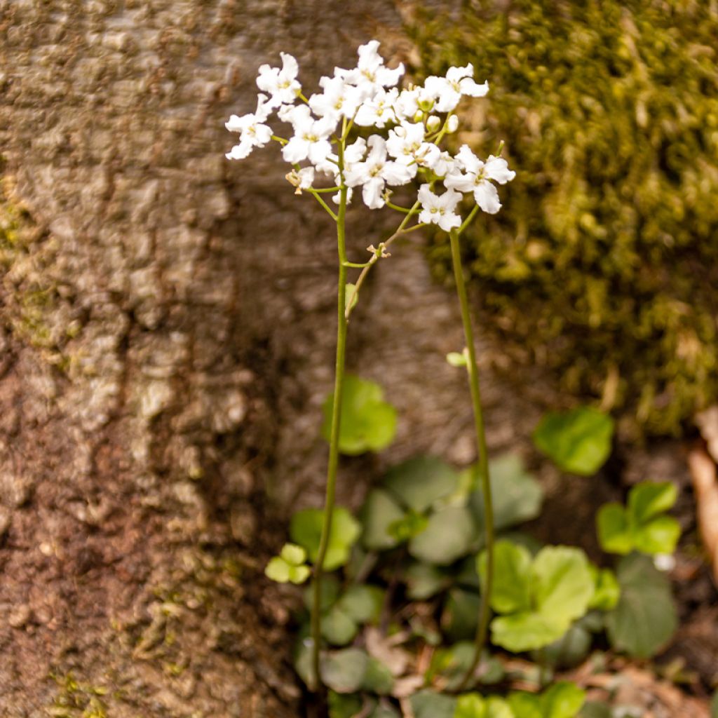 Cardamine trifolia - Cardamine à trois folioles